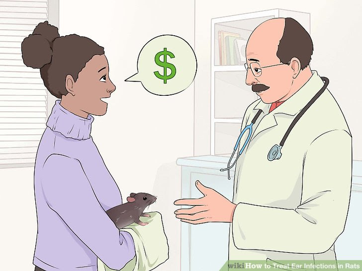 Treat Ear Infections in Rats Step 7.jpg