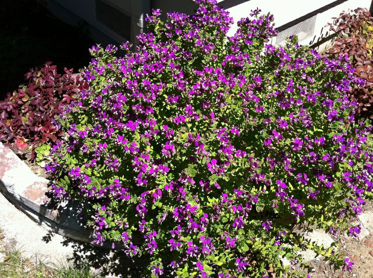 Sweet pea shrub  Gardening  Pinterest