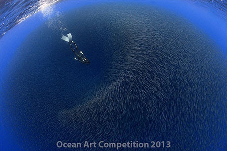 freediver and massive ball of fish