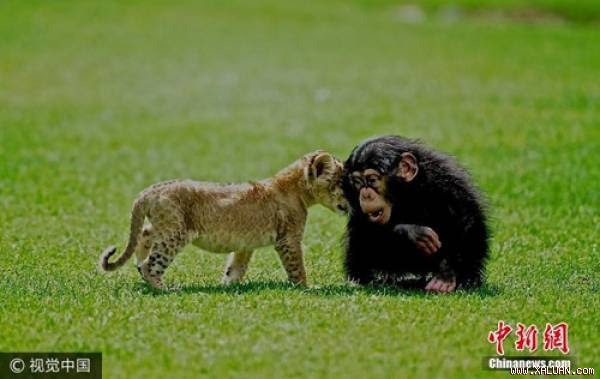 Theo thông tin đăng tải, sư tử con đáng thương có tên là Brave, khi được tìm thấy, Brave đã bị bỏ rơi trong một chiếc xe tại trạm kiểm soát an ninh Thổ Nhĩ Kỳ. Lúc đó, sư tử con mới chi