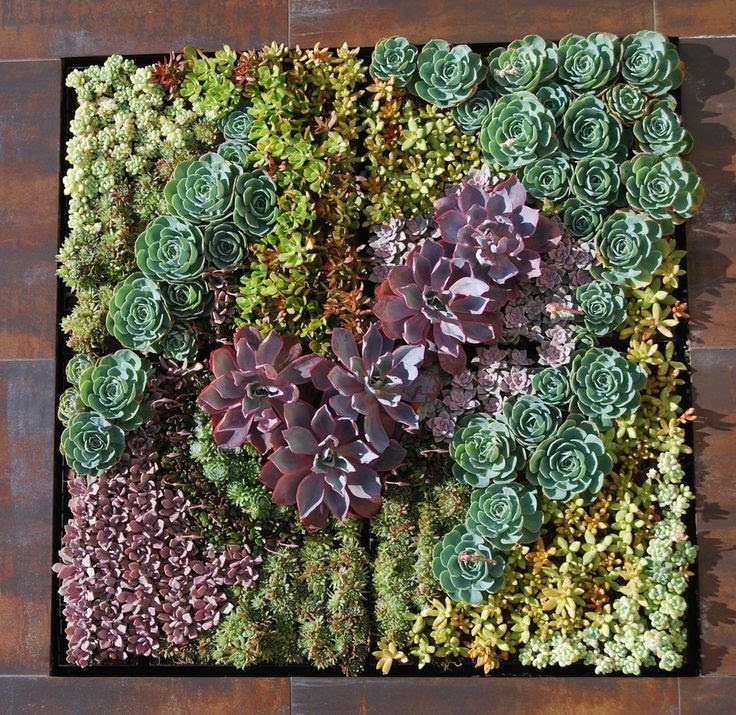 A Succulent Wall Art Products I Love Pinterest A Succulent Wall Art Products I Love Pinterest