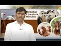 National Livestock Mission జీవాల పెంపకానికి రాయితీ రూ 50లక్షలు ! దరఖాస్తు ఇలా