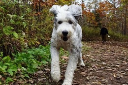 ひ　パンダ　１０・１５→１０・３１