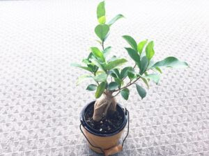 ガジュマルの挿し木方法 気根を太くする成長のコツ 増やし方は