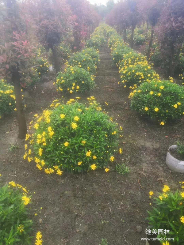木春菊的栽培技术有哪些 四川成都途美园林