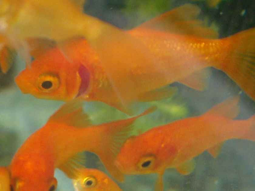 金魚の飼育 エラまくれ病