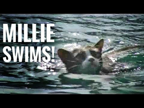 Who Says Cats Can't Swim? - YouTube