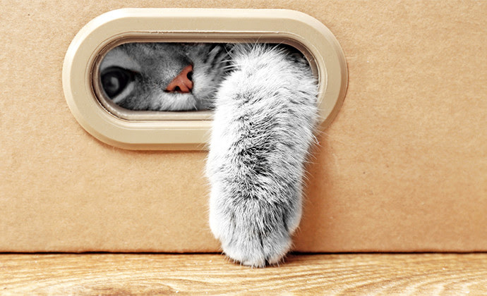 子猫がふみふみしたり噛む理由は 猫の習性と行動の意味まとめ