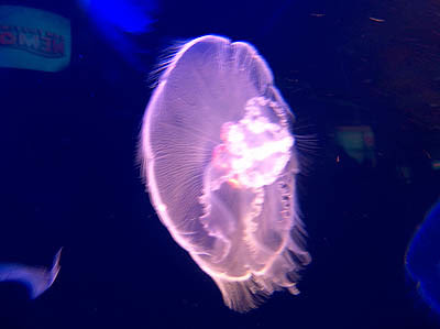 marine animals