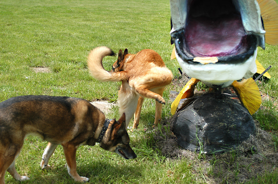 peeing on the fish