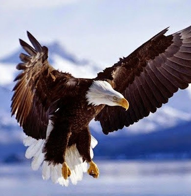 Gambar Elang Makan Ular