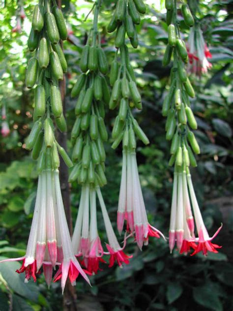 To start with, i bought some new pots and painted them white. Fuchsia boliviana 'Alba' (White Bolivian Fuchsia) | World