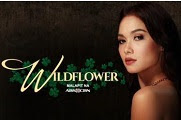 Wildflower - 08 June 2017