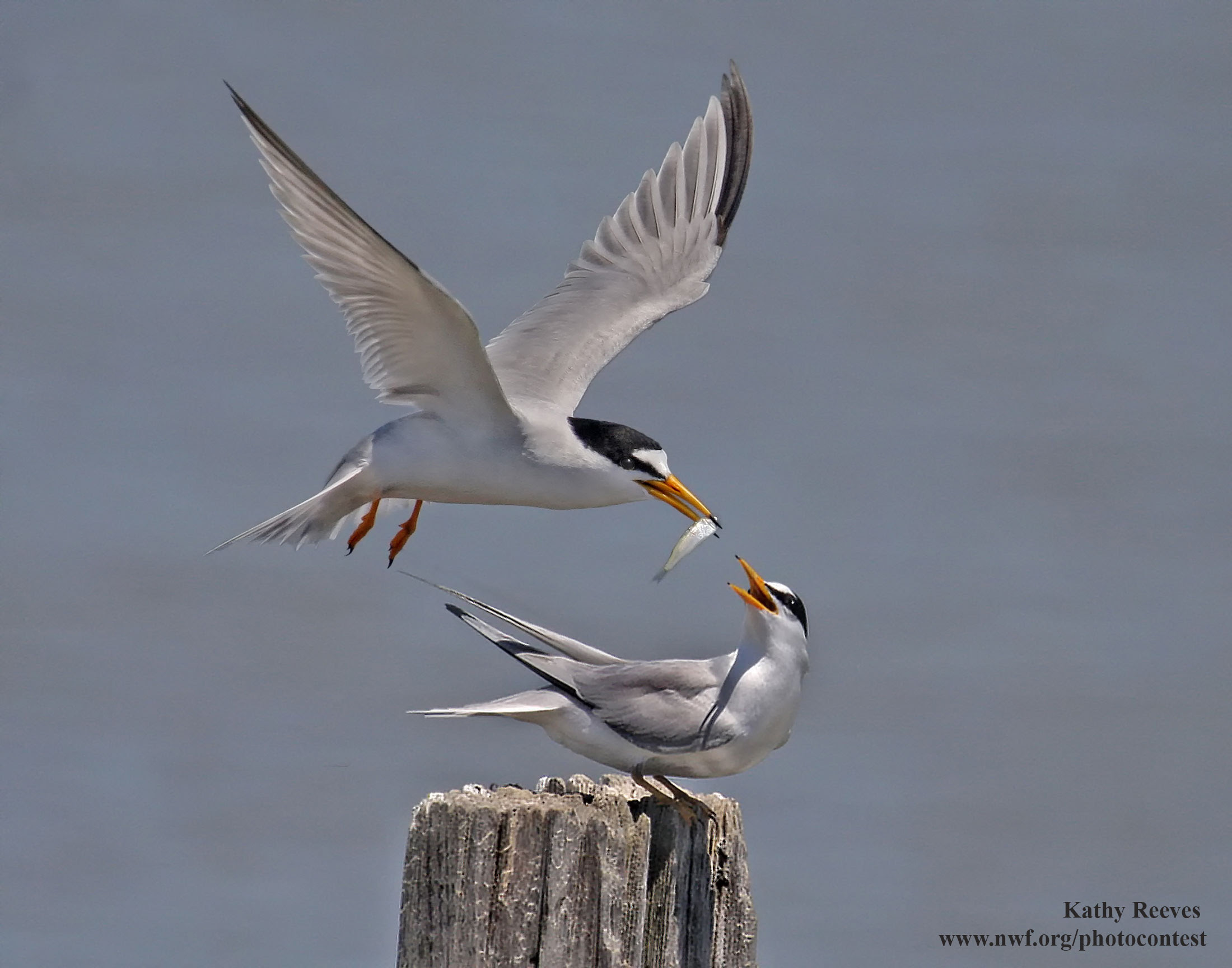 Least Terns: Life on the Edge : The National Wildlife ...