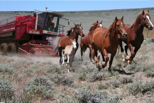 wild horses