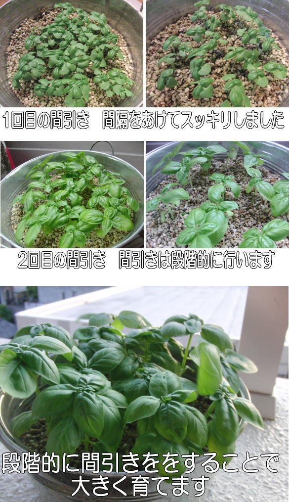 バジルの育て方 バジル栽培まとめ 園芸 家庭菜園 水耕栽培 ガーデニング ガーデニング情報館
