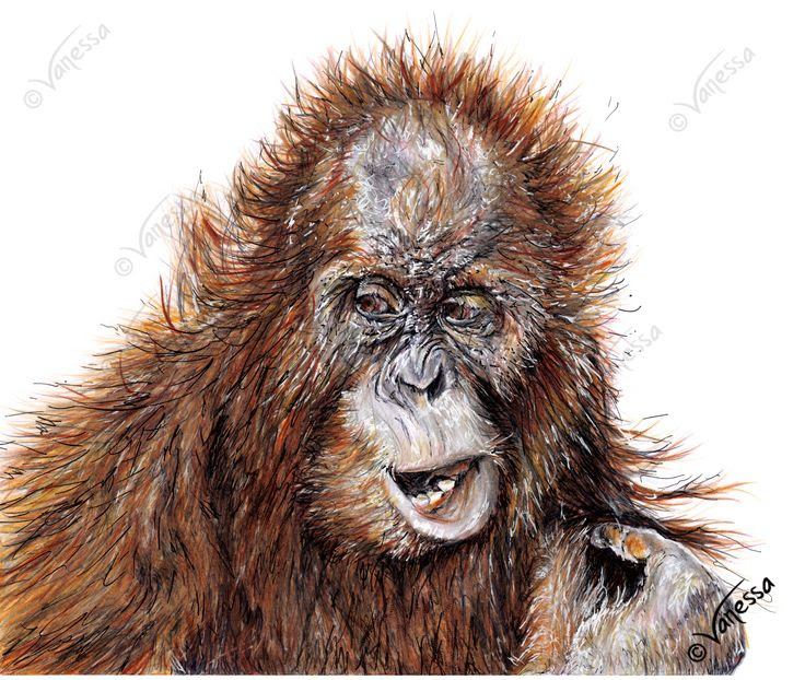 Orangutan Drawing at GetDrawings Free download Orangutan Drawing at GetDrawings Free download