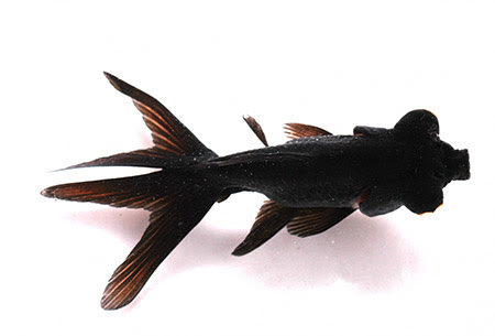 金魚紹介 陽水苑 錦鯉 锦鲤 金魚の専門店