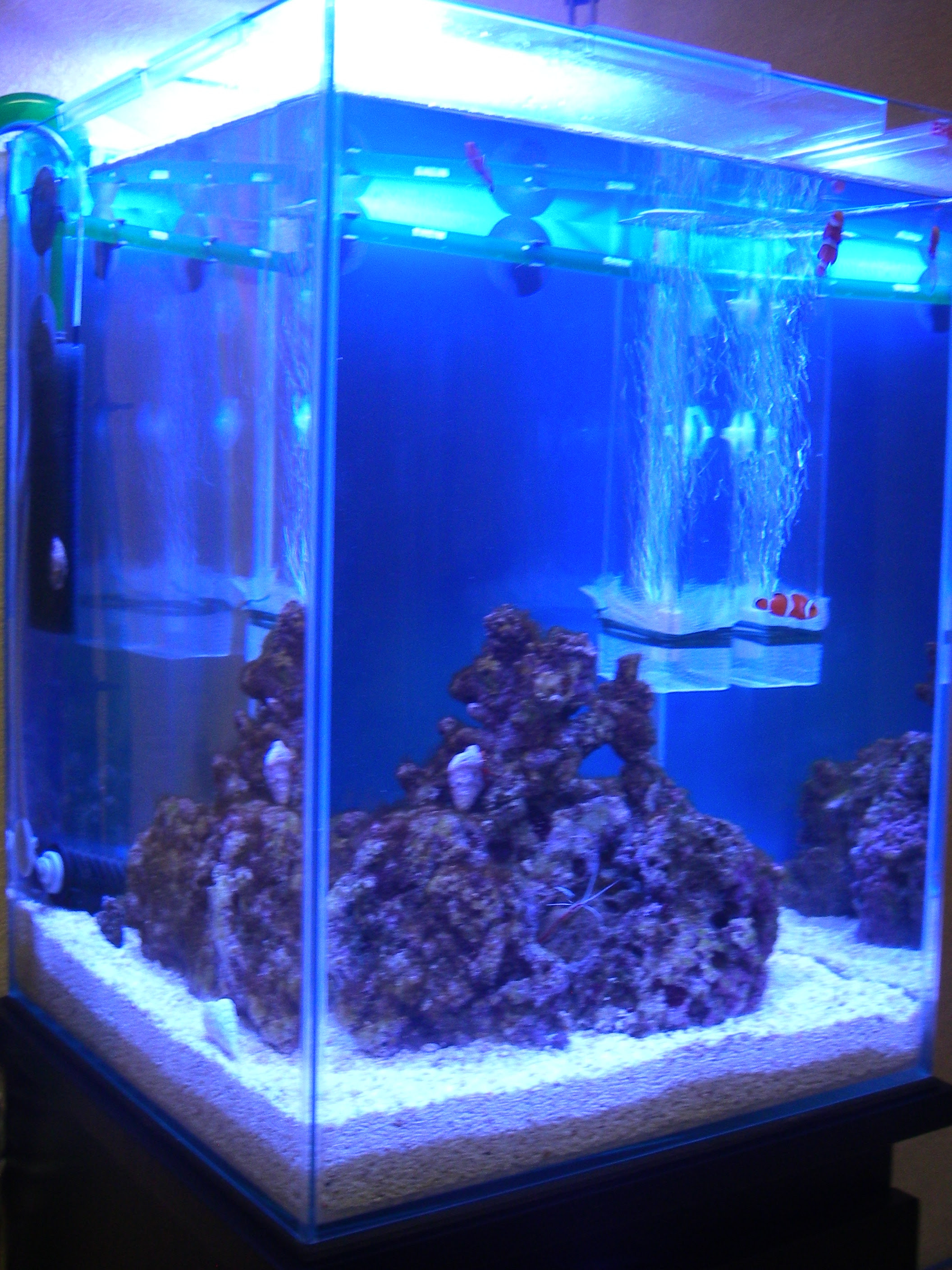 カクレクマノミとスカンクシュリンプの相性は良くない 30cm水槽の海水魚飼育