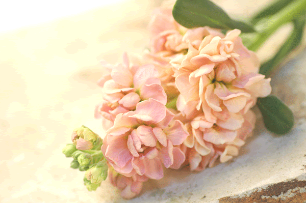 ストック 花持ち期間34日 花の図書館