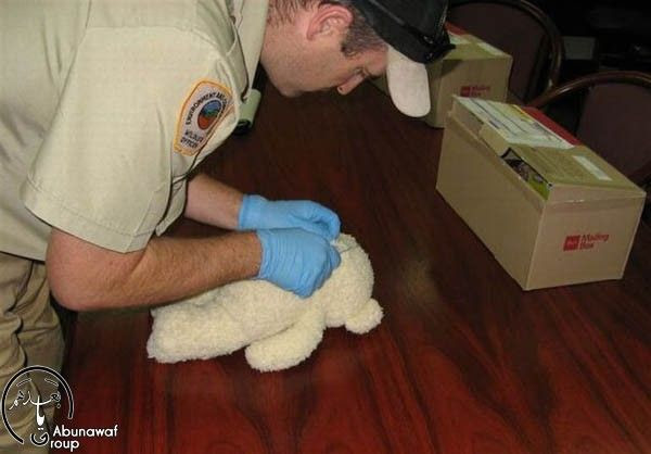 فيديو + صور : الخوف يسوي أكثر + حكم القوي