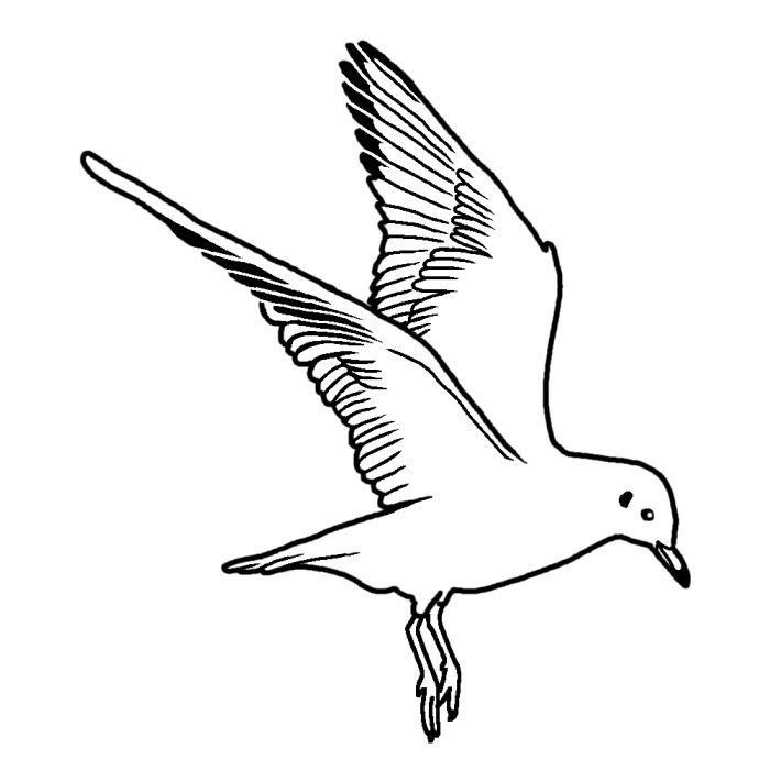 カモメ 鴎 白黒 神奈川県の鳥 都道府県の木 花 鳥イラスト素材