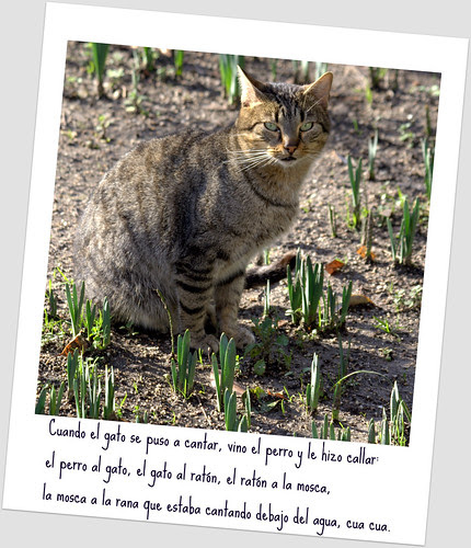 un gato en el botanico
