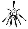 http://upload.wikimedia.org/wikipedia/commons/thumb/e/ea/Pluteus001.jpg/115px-Pluteus001.jpg