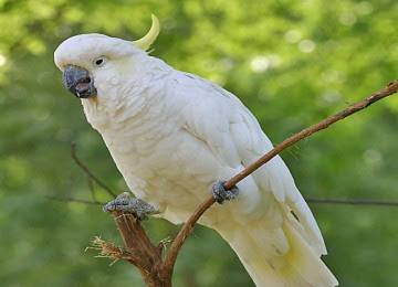 Amar lubai Kajian Burung  Burung  Kakaktua
