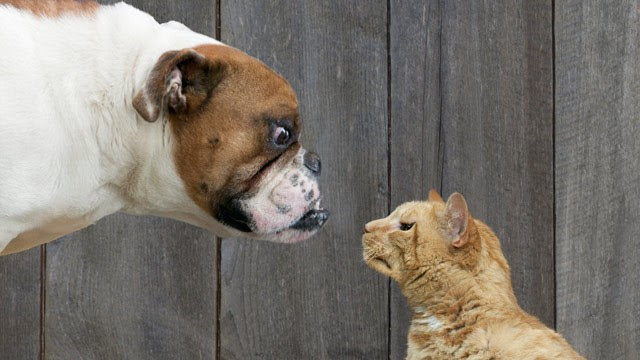 dog images funny