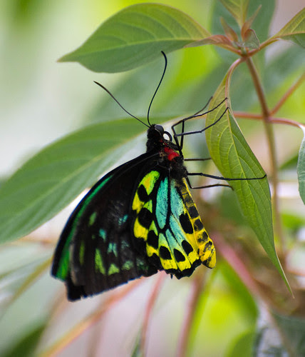 butterfly