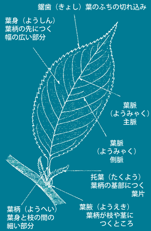 葉っぱのしくみ 仙台市