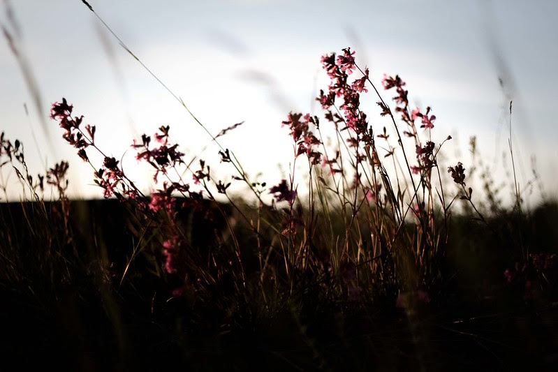 nagu, pargas = midsommarr 076