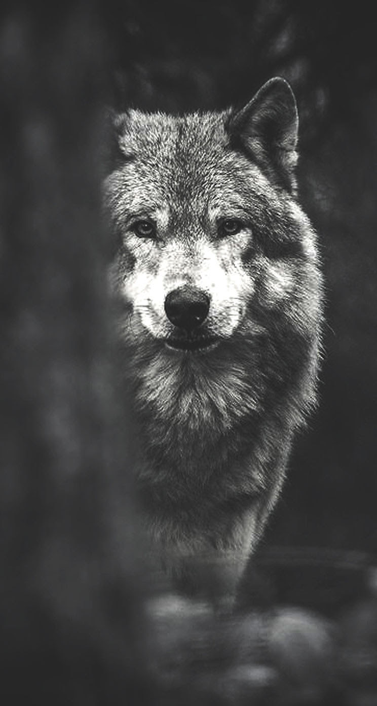 Wolf Phone Wallpaper - WallpaperSafari