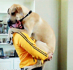 funny-gif-dog-jumping-owner
