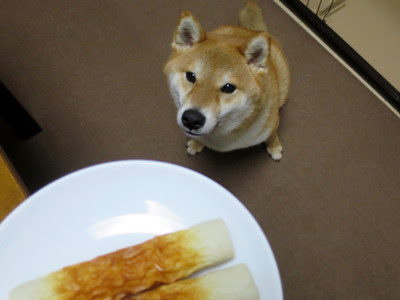 飼い主と同じで ちくわ が好きなようです 柴犬ポチと五十男