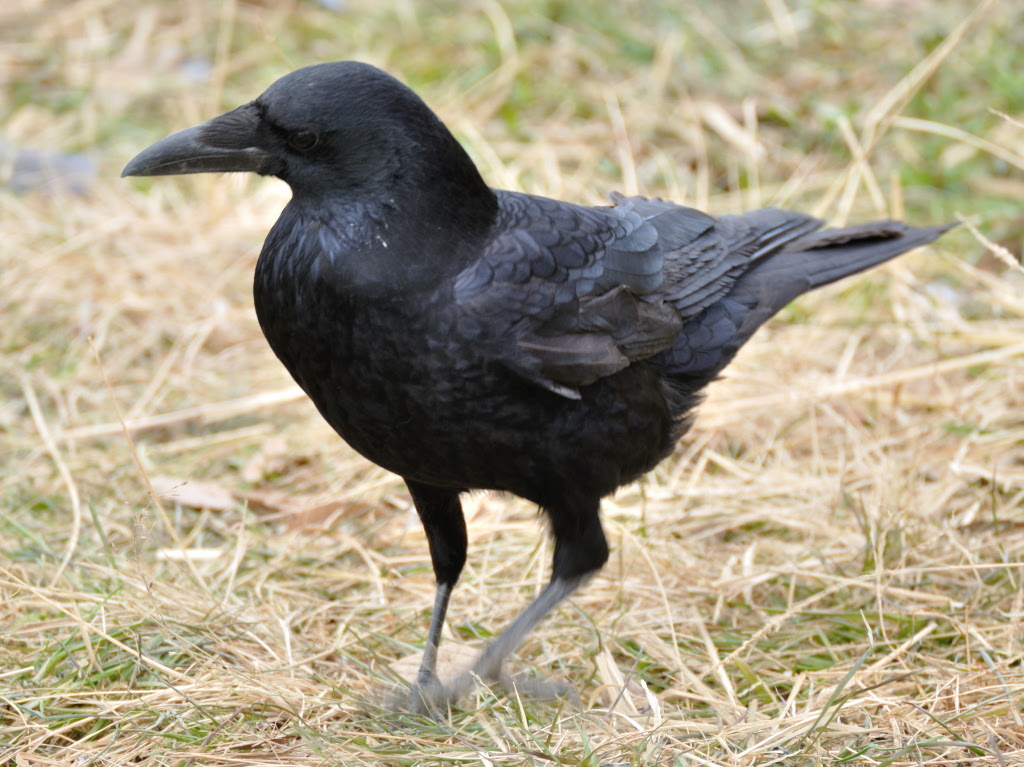 趣味の鳥写真 ハシボソガラス