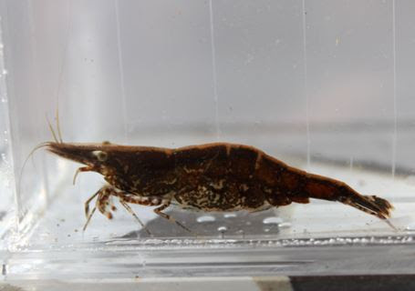 ガサガサ捕獲したエビ 小魚達