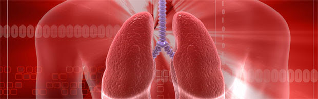 3d representation of lungs