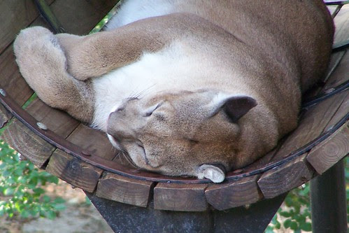 Sweet dreams
