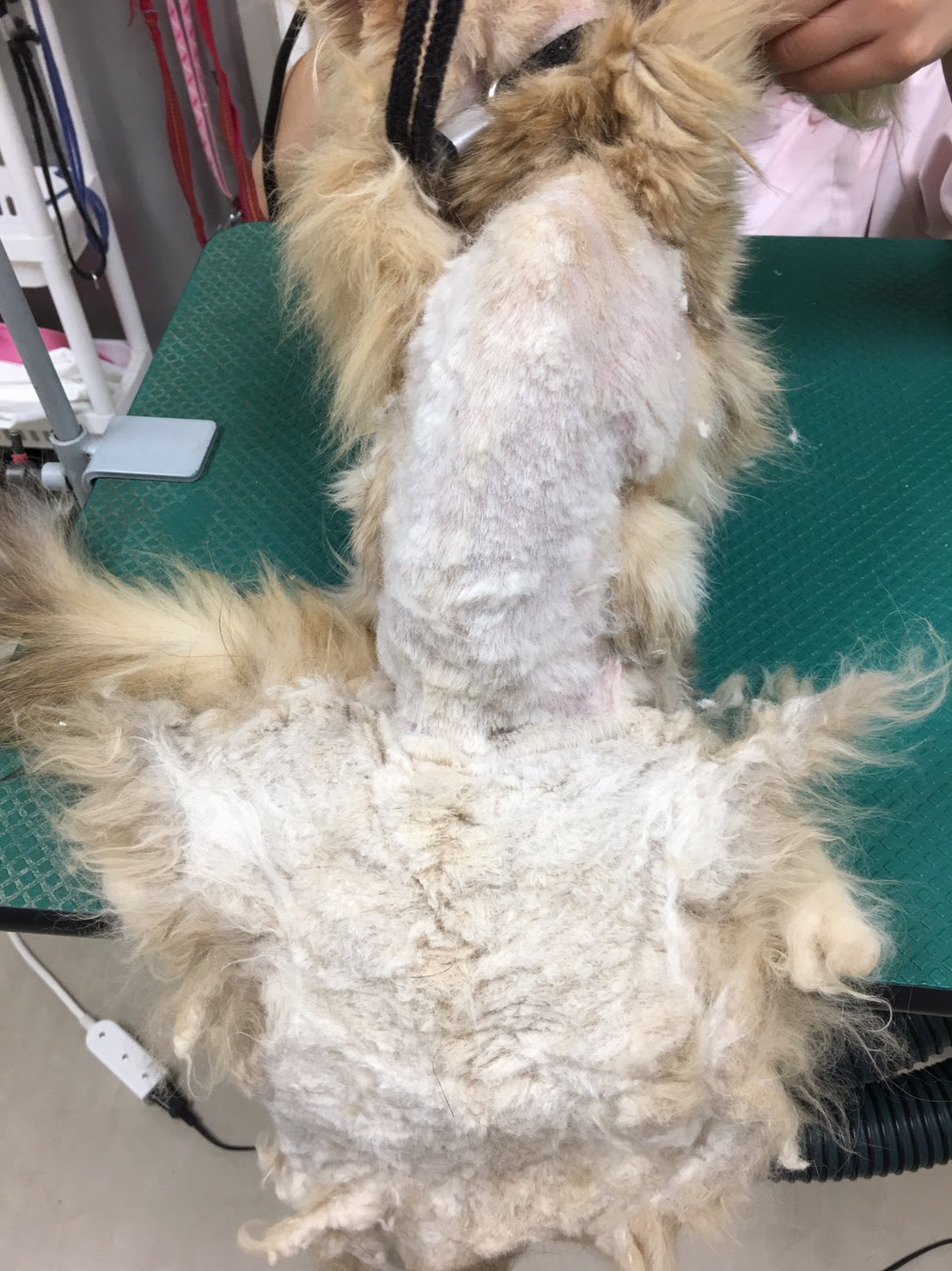猫の毛玉にご用心 毛玉が全身に広がった場合 片浜どうぶつ病院症例ブログ