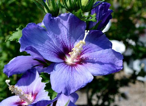 Here are some beauties that will love all the sun they can get. Summer Flowering Shrubs - Sheridan Nurseries