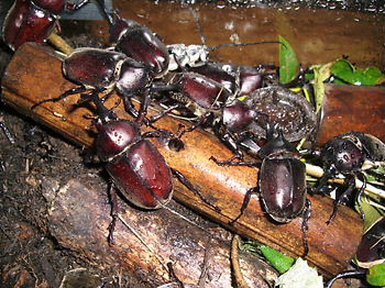 カブトムシその１ 長野県長野市 日本料理 悠善