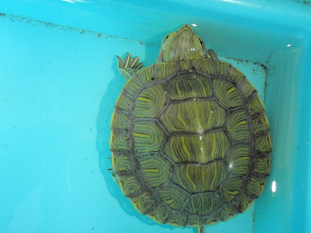 初 ミドリガメ ミシシッピアカミミガメ かえるのｎｇｎ