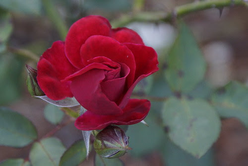 Rose by *..AC.Reb..*