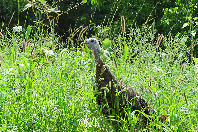 IMG_7129Turkey