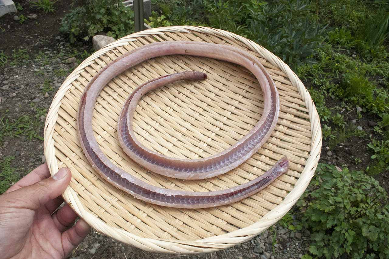 ジビエ 分でできるヘビのさばき方 ヘビは鶏肉と魚肉の中間の味と食感 ハンター日記