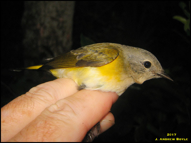 American Redstart