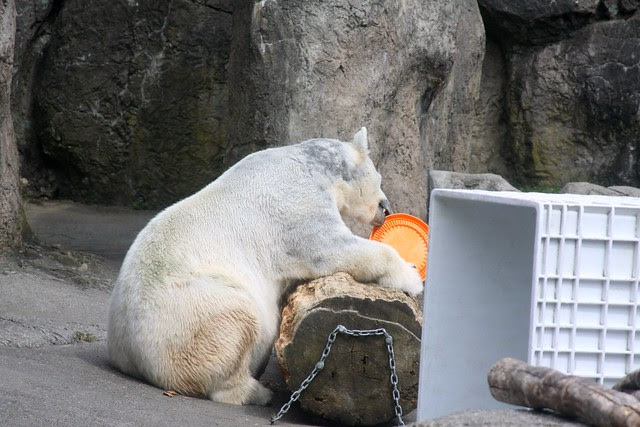 polar bear, oregon zoo