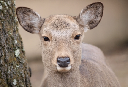 鹿の目の特徴や動物の目が光る理由って何 生き物navi